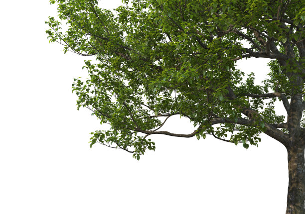 白色背景上的前景小枝图片下载