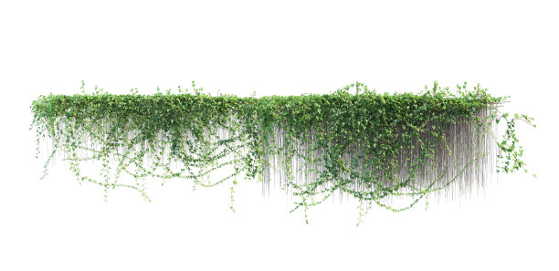 白底的常春藤图片下载