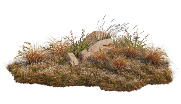 白色背景上的灌木和植物图片下载