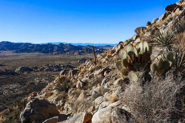 约书亚树国家公园，莫哈韦沙漠，加利福尼亚州图片下载