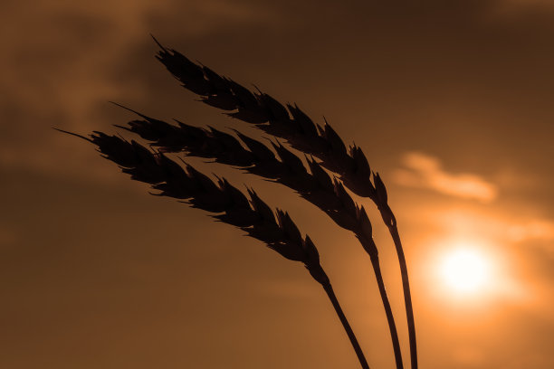 成熟的麦穗映衬着天空图片下载