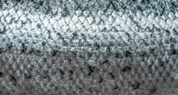 鱼鳞背景特写。新捕获的北大西洋鲑鱼的鳞片大马哈鱼鱼鳞。俯视图图片下载