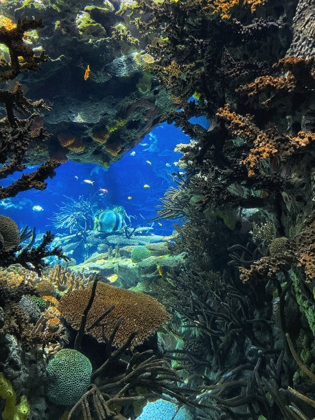 水下珊瑚礁有五颜六色的小热带鱼图片下载