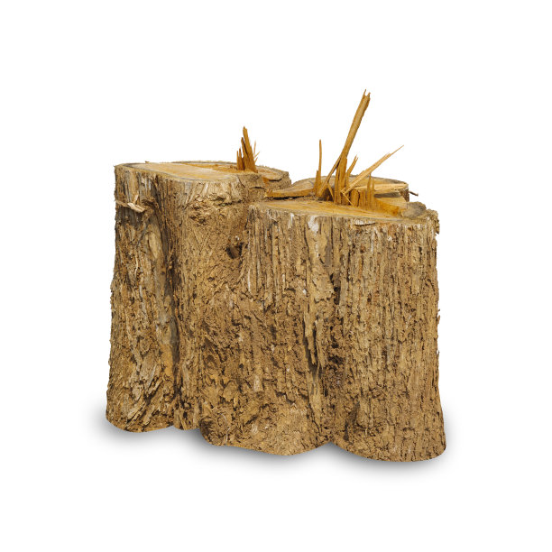 柚木树桩孤立在白色背景图片下载