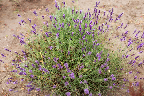 法国普罗旺斯的薰衣草田。芳香疗法。自然化妆品。美容和香薰的概念。在花园中对灌木薰衣草进行选择性聚焦。阳光照射下的淡紫色花朵图片下载