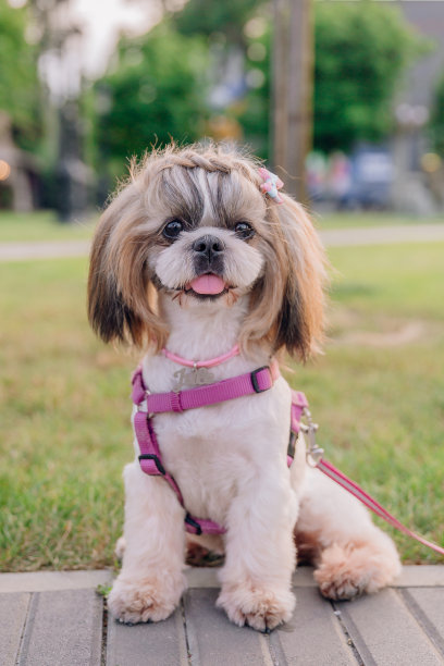 可爱有趣的狮子狗在户外。狗梳理毛发。有趣的狗在城市图片下载