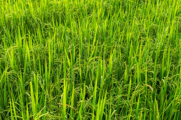 稻田绿草与田玉米田或亚洲国家农业收获与日光纹理背景。图片下载