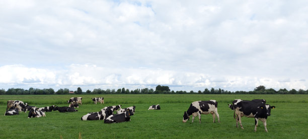 田野里有黑白相间的奶牛图片下载