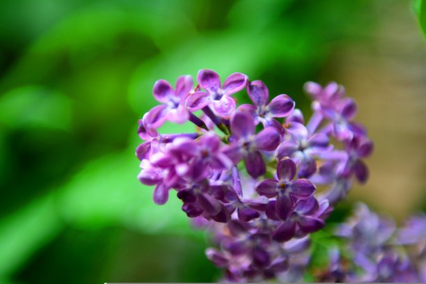 春花背景任何广告春花图片下载