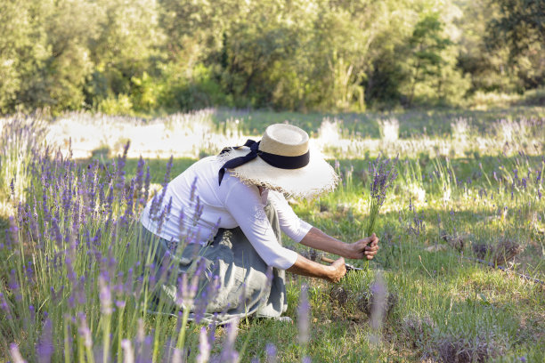 在田野里采摘薰衣草的女人图片下载