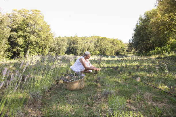 在田野里采摘薰衣草的女人图片下载