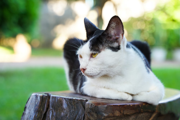 一只猫在花园里漫步图片下载