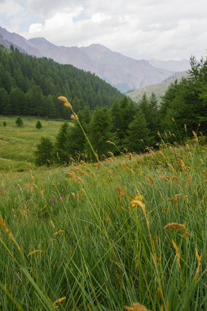 绿油油的草地，背后是群山图片下载