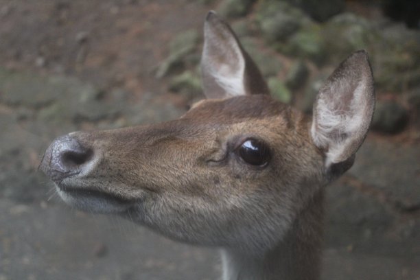 动物园里一只鹿的脸特写图片下载