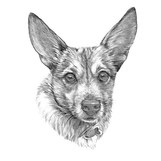 一圈狗肖像。小狗狗图片下载