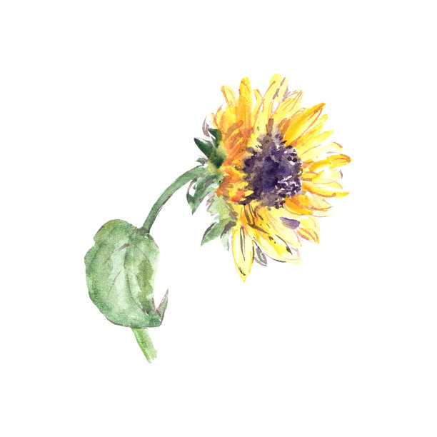 画向日葵。黄阳光灿烂的花朵。向日葵贺卡。水彩花卉插图。图片下载