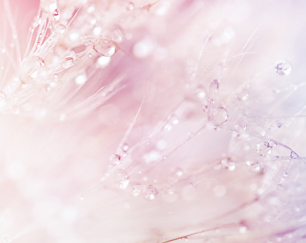 蒲公英伞在水滴中的抽象背景图片下载