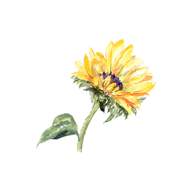 画向日葵。黄阳光灿烂的花朵。向日葵贺卡。水彩花卉插图。图片下载