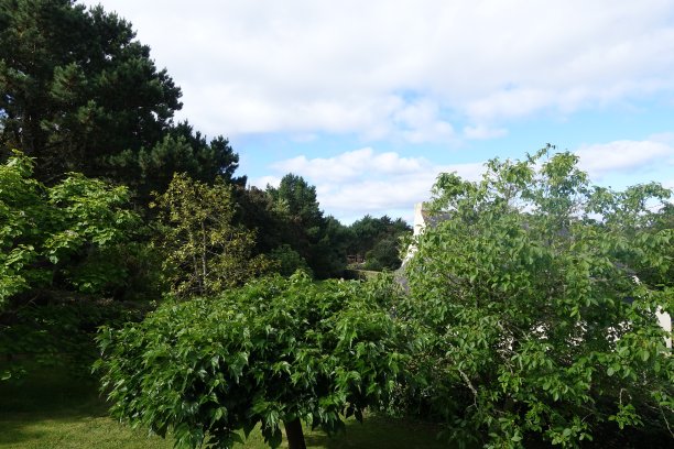 花园的房子从上面看树林地区夏季图片下载