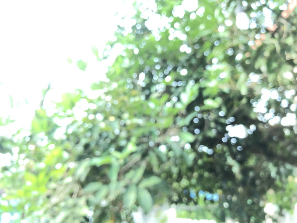 芒果树叶子模糊的照片图片下载