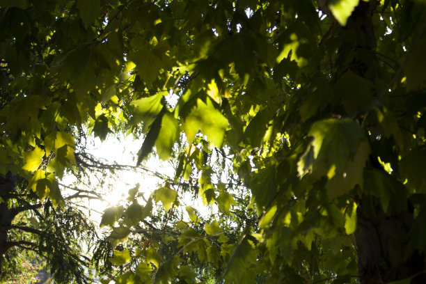 阳光在茂盛的树叶后面图片下载