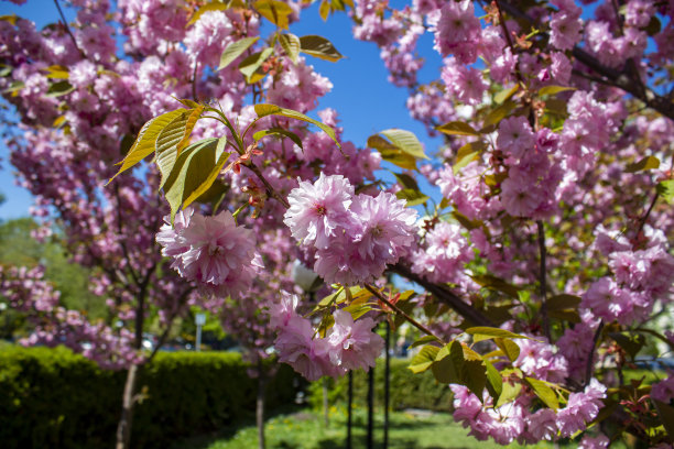 科洛米亚中心盛开的樱花图片下载