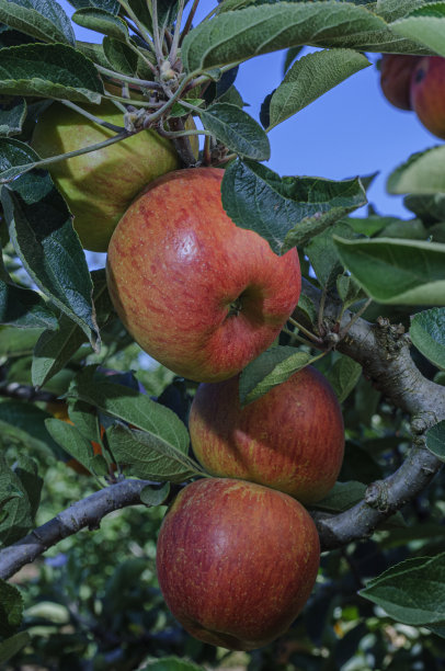 有机苹果树与成熟的果实图片下载