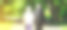 快乐的老年夫妻爱情故事。一对老夫妇在绿色的公园里散步。奶奶和爷爷在笑。老年人的生活方式。一起退休。图片下载