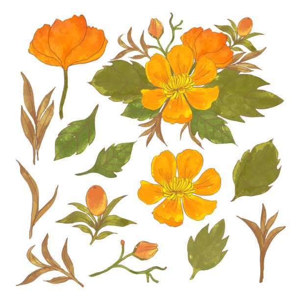 美丽的花束和离开水彩风格图片下载