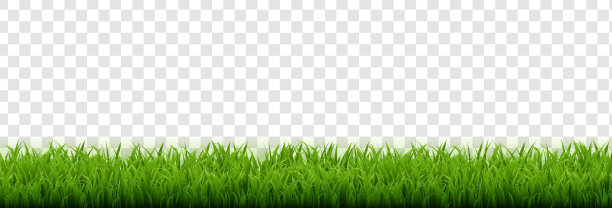 绿色旗帜与热带树叶孤立的白色背景图片下载