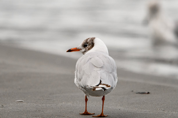 后面的观点漂亮的海鸥站在沙滩海岸模糊的背景。图片下载