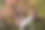 美丽的年轻妈妈和小可爱的儿子在夏天公园的树开花。图片下载
