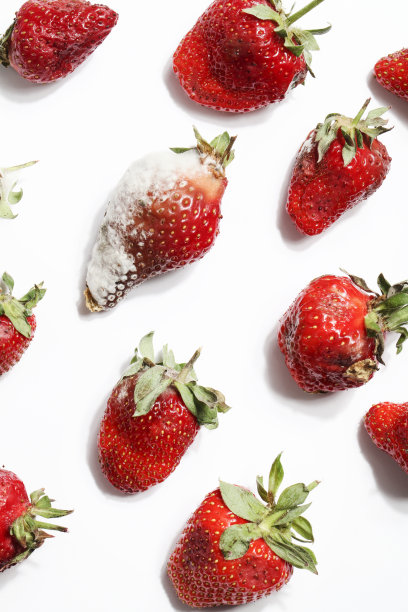 白色背景上是腐烂的草莓。全球饥饿问题。副本的空间。过度消费，食物浪费的概念。被宠坏的,危险的食物。图片下载