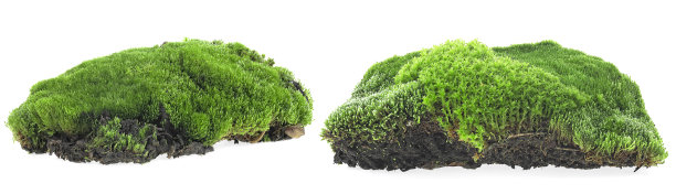 在白色背景上孤立的一组绿色苔藓。新鲜的森林苔藓。图片下载