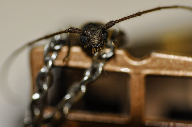 戴着巨型项链的昆虫巡航图片下载