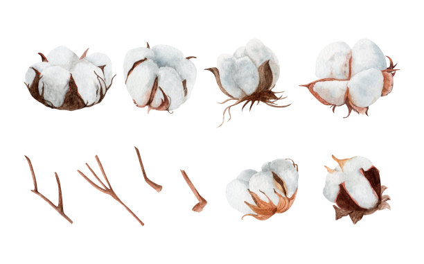 棉花水彩设置在孤立的白色背景。用于设计社交媒体、文具、印刷品等。图片下载