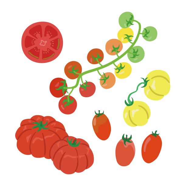 番茄插图图片下载