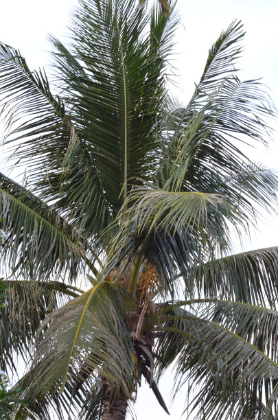 亚洲自然图片下载