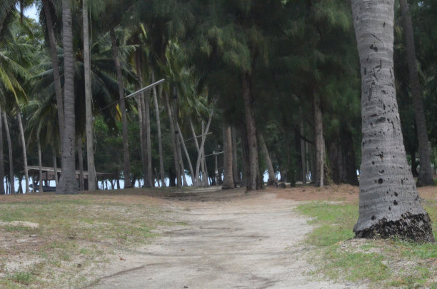 泰国丛林图片下载