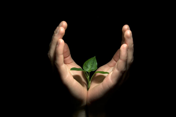 手拿着树苗图片下载