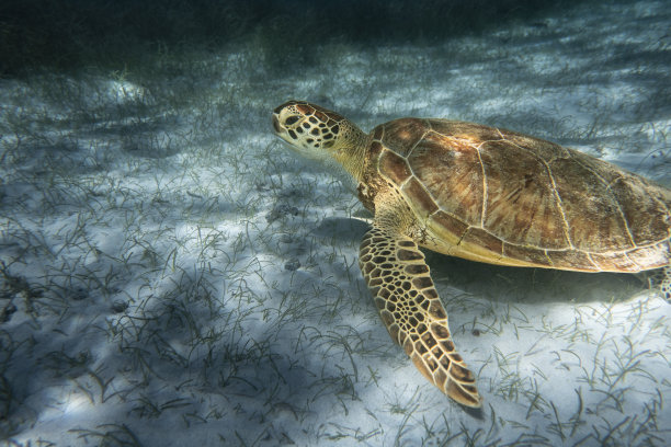 沙滩上的水龟特写图片下载