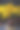 静物与一束向日葵在灰色的桌子上图片下载