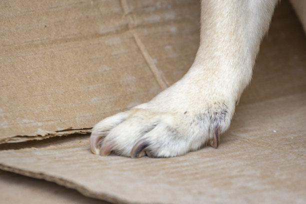 狗爪子的详细图像图片下载