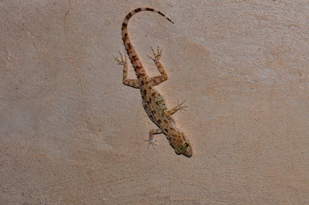 那只蜥蜴去拍照了图片下载