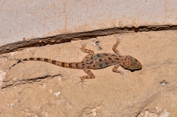 那只蜥蜴去拍照了图片下载