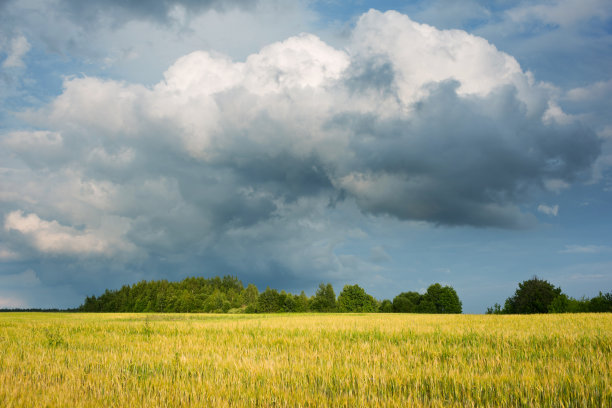 白俄罗斯的田园乡村景观图片下载