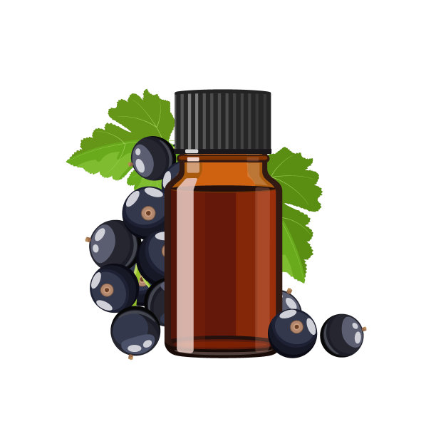 黑加仑精油在棕色玻璃瓶，草药替代药物治疗产品，矢量插图在白色背景图片下载