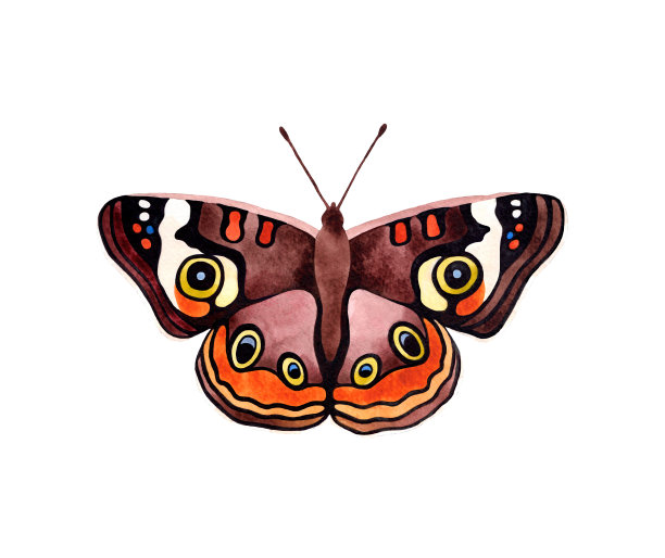 水彩眼睛蝴蝶俯视图插图。孤立在白色背景。水彩画昆虫。图片下载
