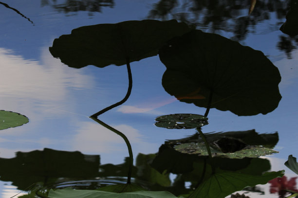 忘忧草丝图片下载