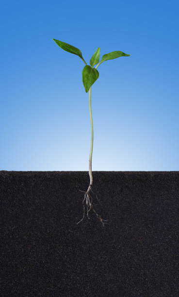 可见根的植物生长图片下载